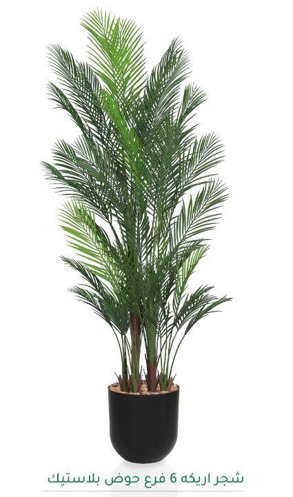 erpnext-original-source:https://www.erp.msquarebh.com/files/MSD-PLANT-6906-1187-BLACK.JPG