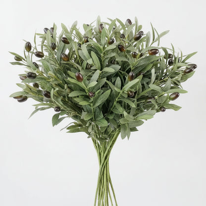 Olea Olive Stem