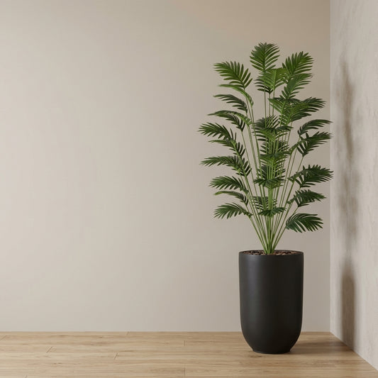 Palm Plant - Black Pot - 165 cm