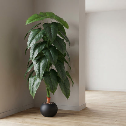 Fiddle Leaf Plant - Black Pot - 145 cm