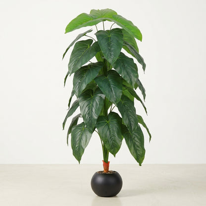 Fiddle Leaf Plant - Black Pot - 145 cm