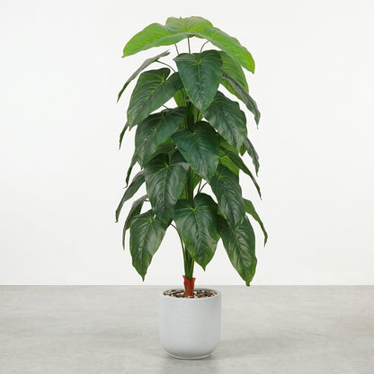 Fiddle Leaf Plant - White Pot - 155 cm