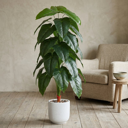 Fiddle Leaf Plant - White Pot - 155 cm