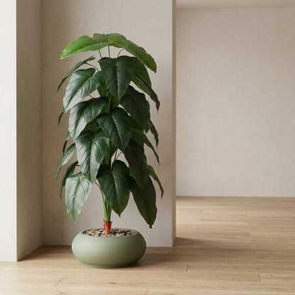 Fiddle Leaf Plant - Green Pot - 145 cm