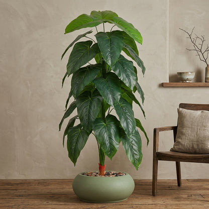 Fiddle Leaf Plant - Green Pot - 145 cm