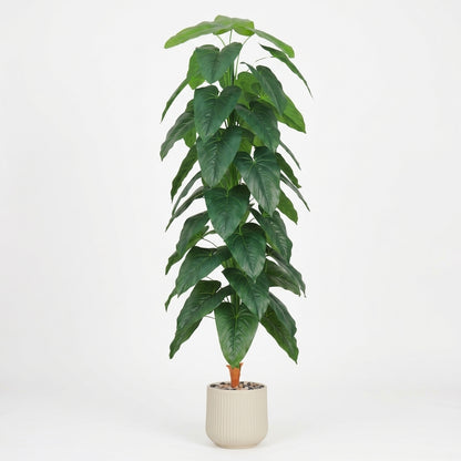 Fiddle Leaf Plant - Beige Pot - 180 cm