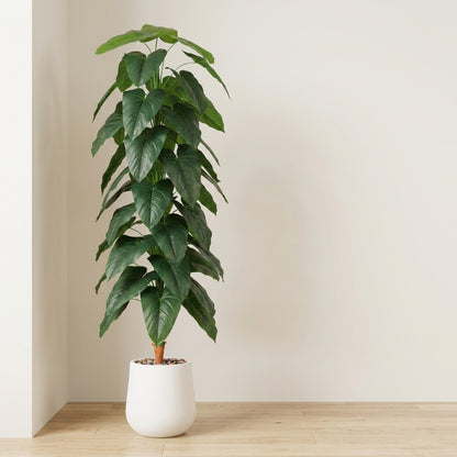 Fiddle Leaf Plant - White Pot - 190 cm
