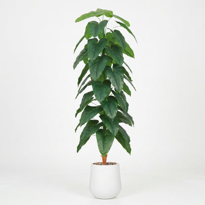 Fiddle Leaf Plant - White Pot - 190 cm