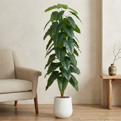 Fiddle Leaf Plant - White Pot - 190 cm