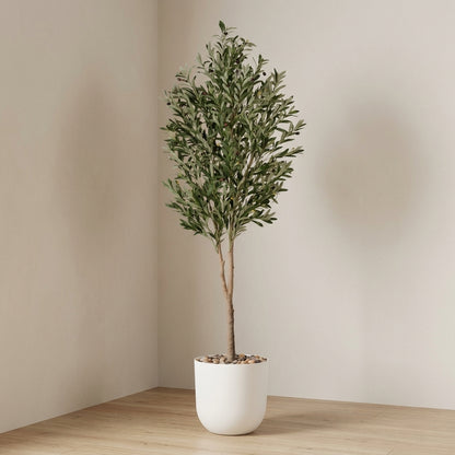 Olive Tree - White Pot - 210 cm
