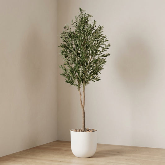 Olive Tree - White Pot - 210 cm