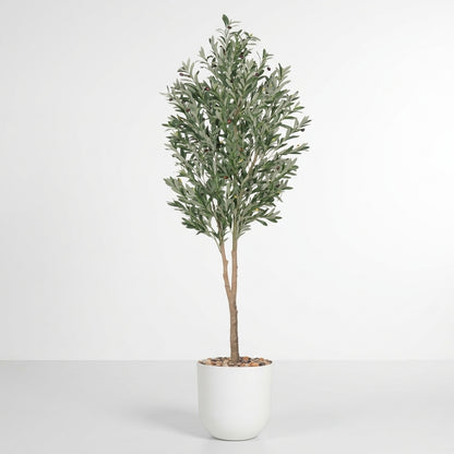 Olive Tree - White Pot - 210 cm