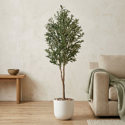 Olive Tree - White Pot - 210 cm