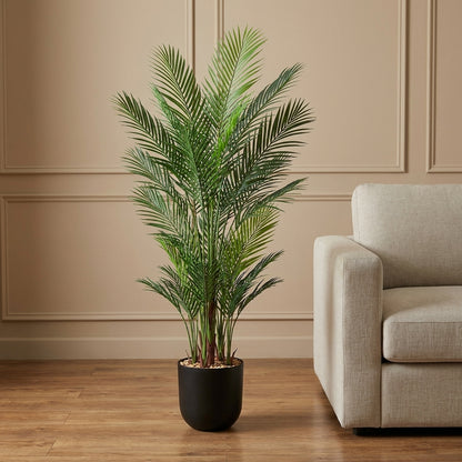 شجرة نخيل أريكا - 6 فروع مع وعاء أسود
