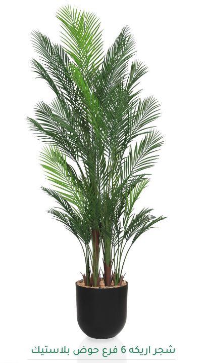 erpnext-original-source:https://www.erp.msquarebh.com/files/MSD-PLANT-6907-1178-BLACK.JPG