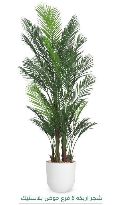MSD-PLANT-6907-1178-أبيض