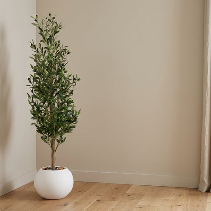 Olive Tree - White Pot - 140 cm