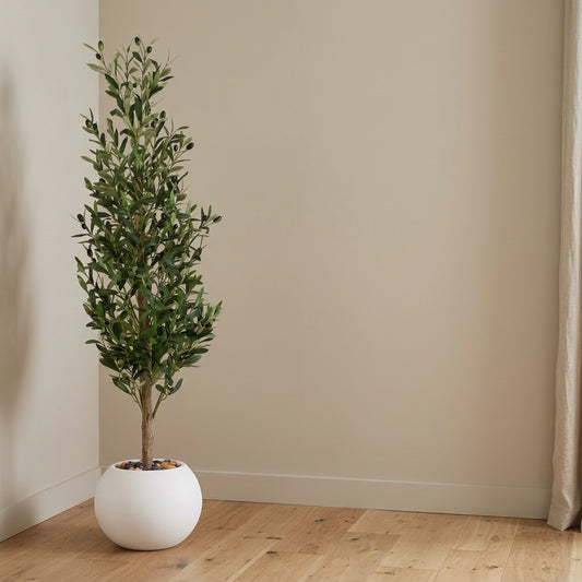 Olive Tree - White Pot - 140 cm