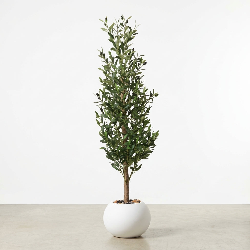 Olive Tree - White Pot - 140 cm