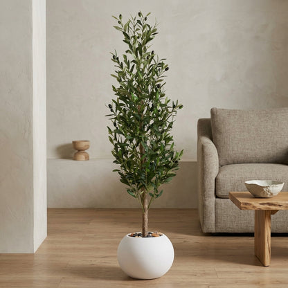 Olive Tree - White Pot - 140 cm