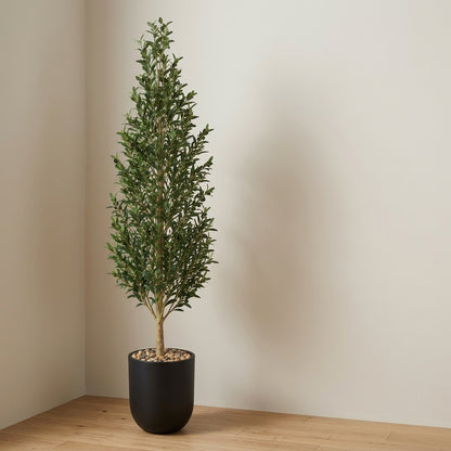 Olive Tree - Black Pot - 180 cm