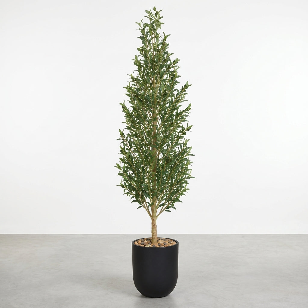 Olive Tree - Black Pot - 180 cm