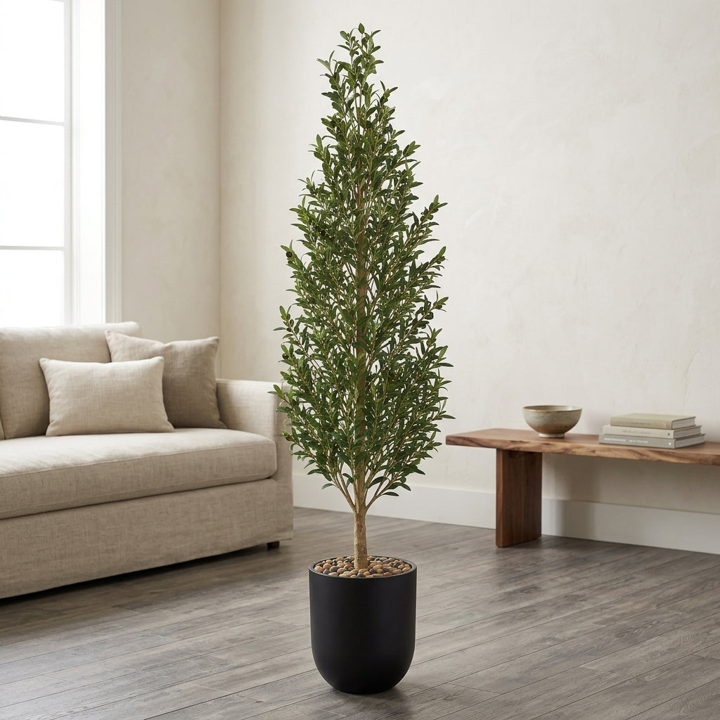 Olive Tree - Black Pot - 180 cm