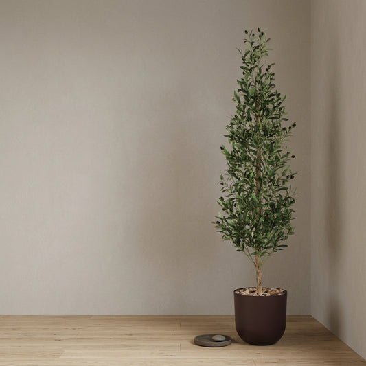 Olive Tree - Brown Pot - 180 cm