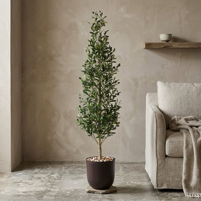 Olive Tree - Brown Pot - 180 cm