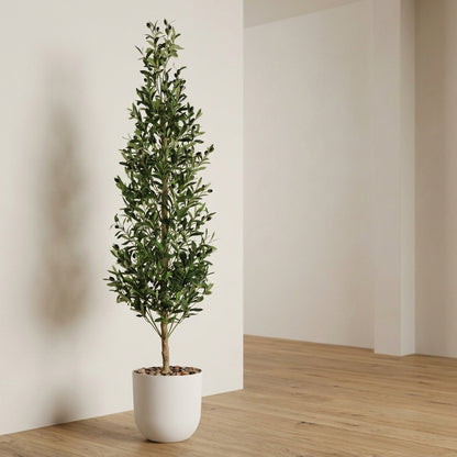 Olive Tree - White Pot - 180 cm