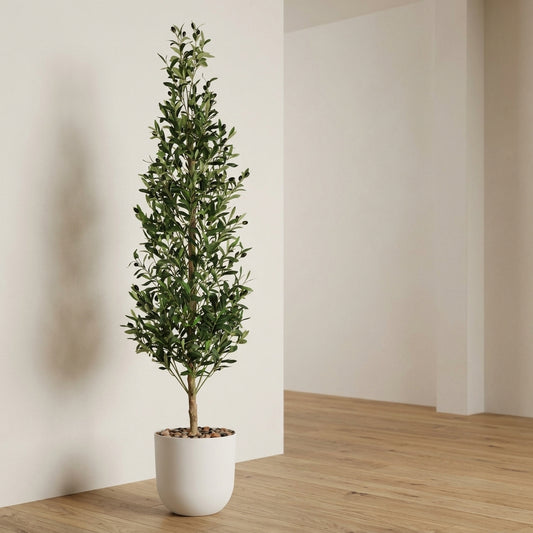 Olive Tree - White Pot - 180 cm