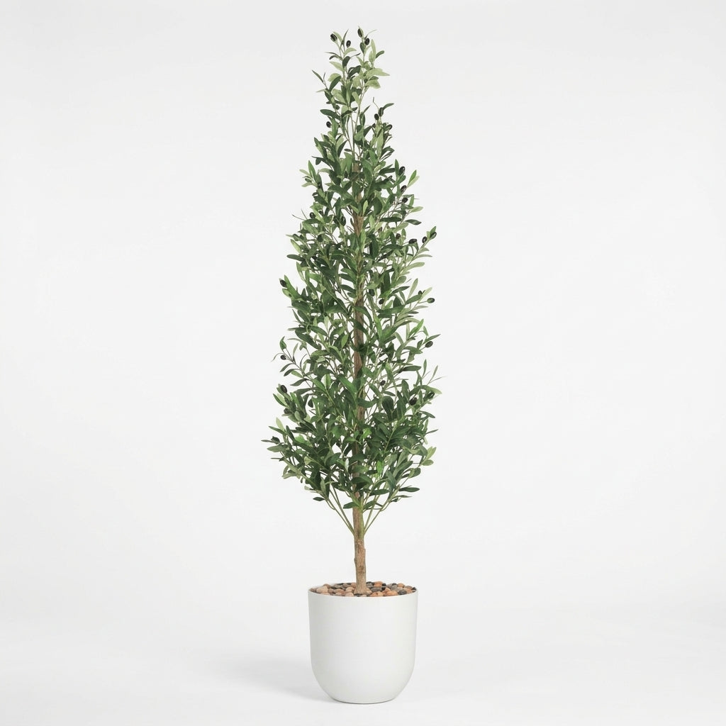 Olive Tree - White Pot - 180 cm