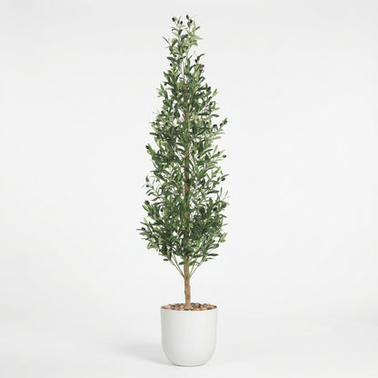 Olive Tree - White Pot - 180 cm