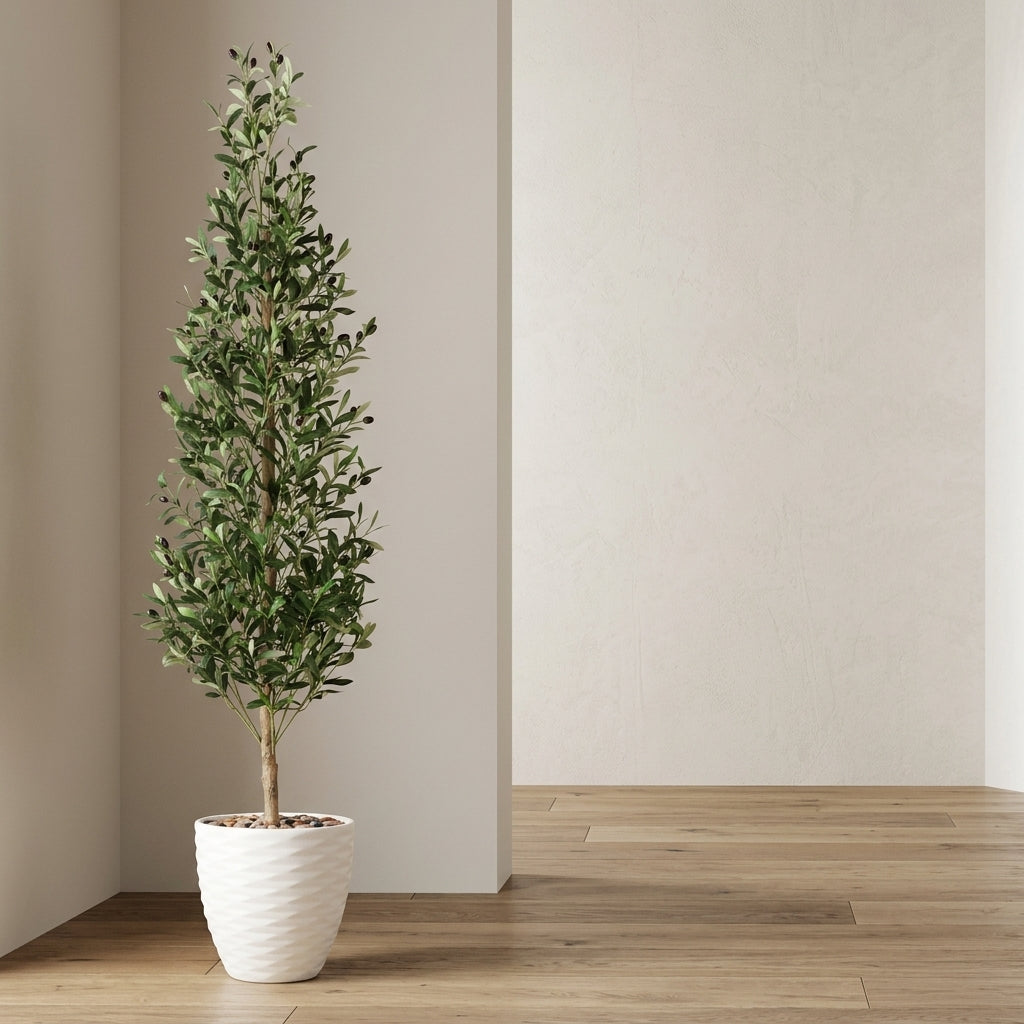 Olive Tree - White Pot - 185 cm
