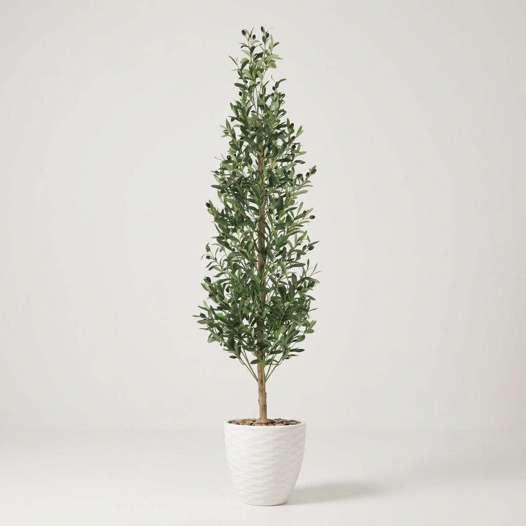 Olive Tree - White Pot - 185 cm