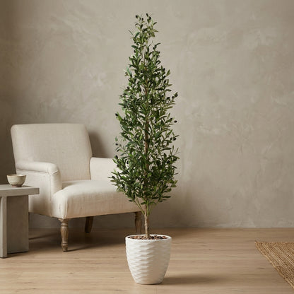 Olive Tree - White Pot - 185 cm