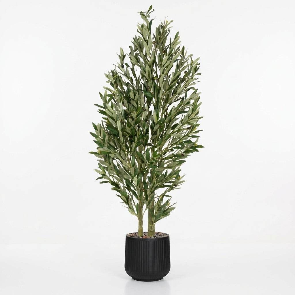 Olive Tree - Black Pot - 180 cm
