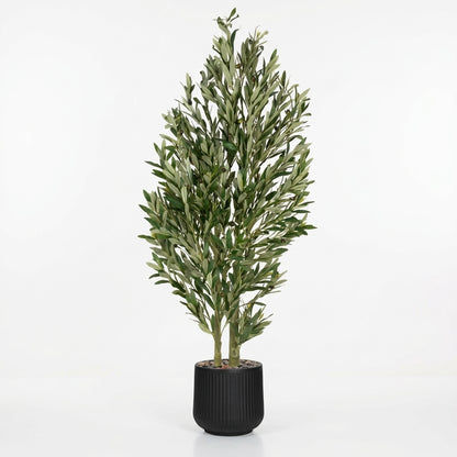 Olive Tree - Black Pot - 180 cm