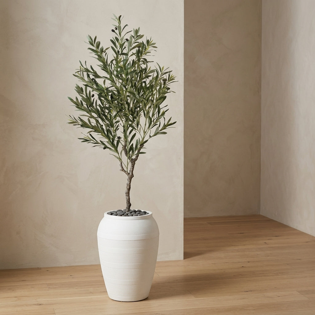 Olive Tree - White Pot - 180 cm