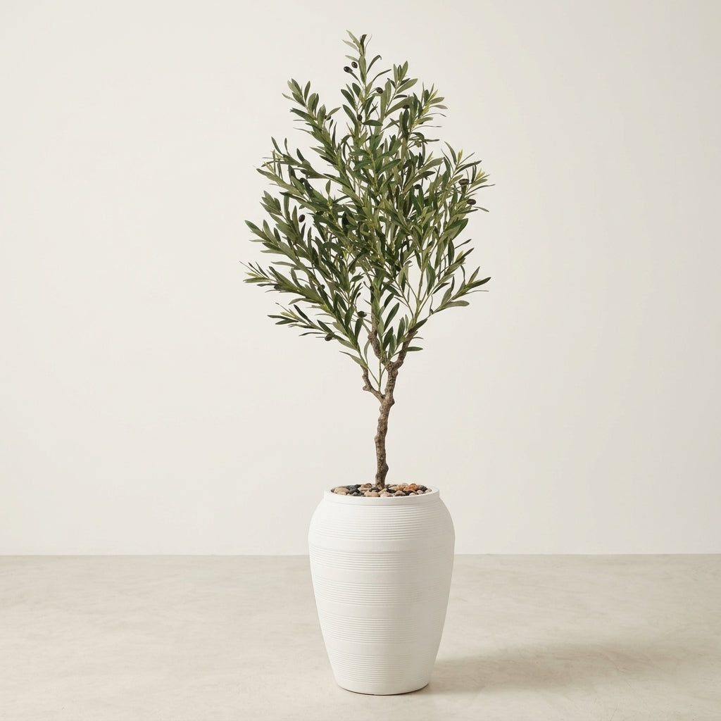 Olive Tree - White Pot - 180 cm