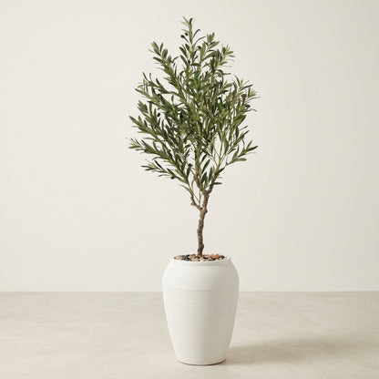 Olive Tree - White Pot - 180 cm