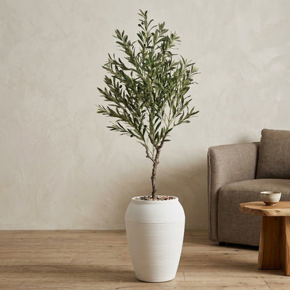 Olive Tree - White Pot - 180 cm