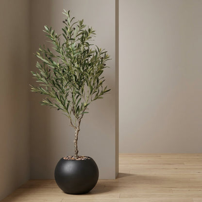 Olive Tree - Black Pot - 145 cm