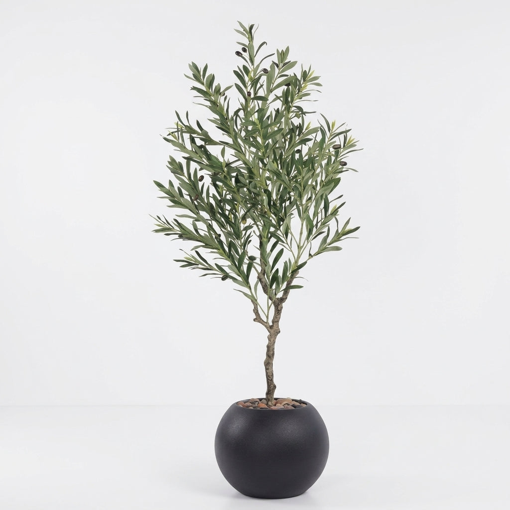 Olive Tree - Black Pot - 145 cm