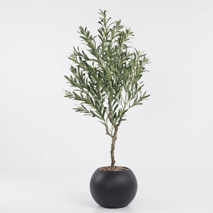 Olive Tree - Black Pot - 145 cm