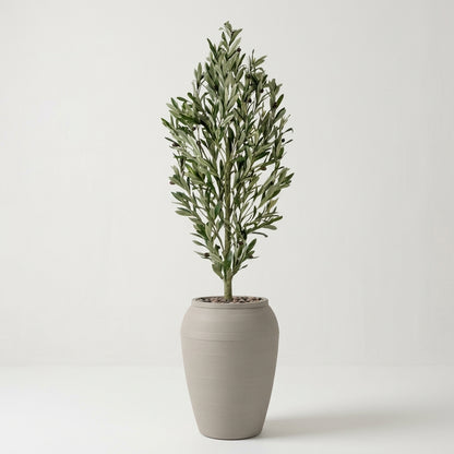 Olive Tree - Beige Pot - 165 cm