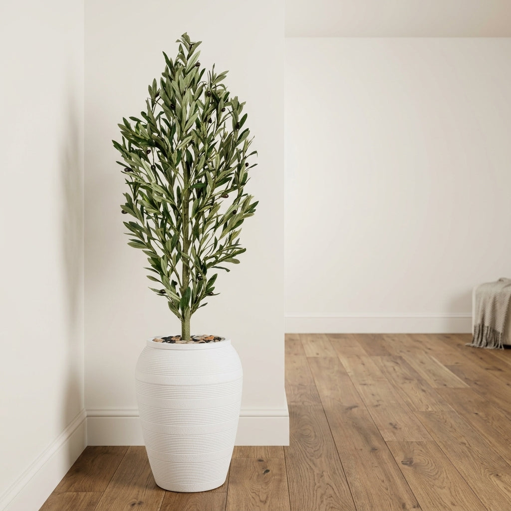 Olive Tree - White Pot - 165 cm