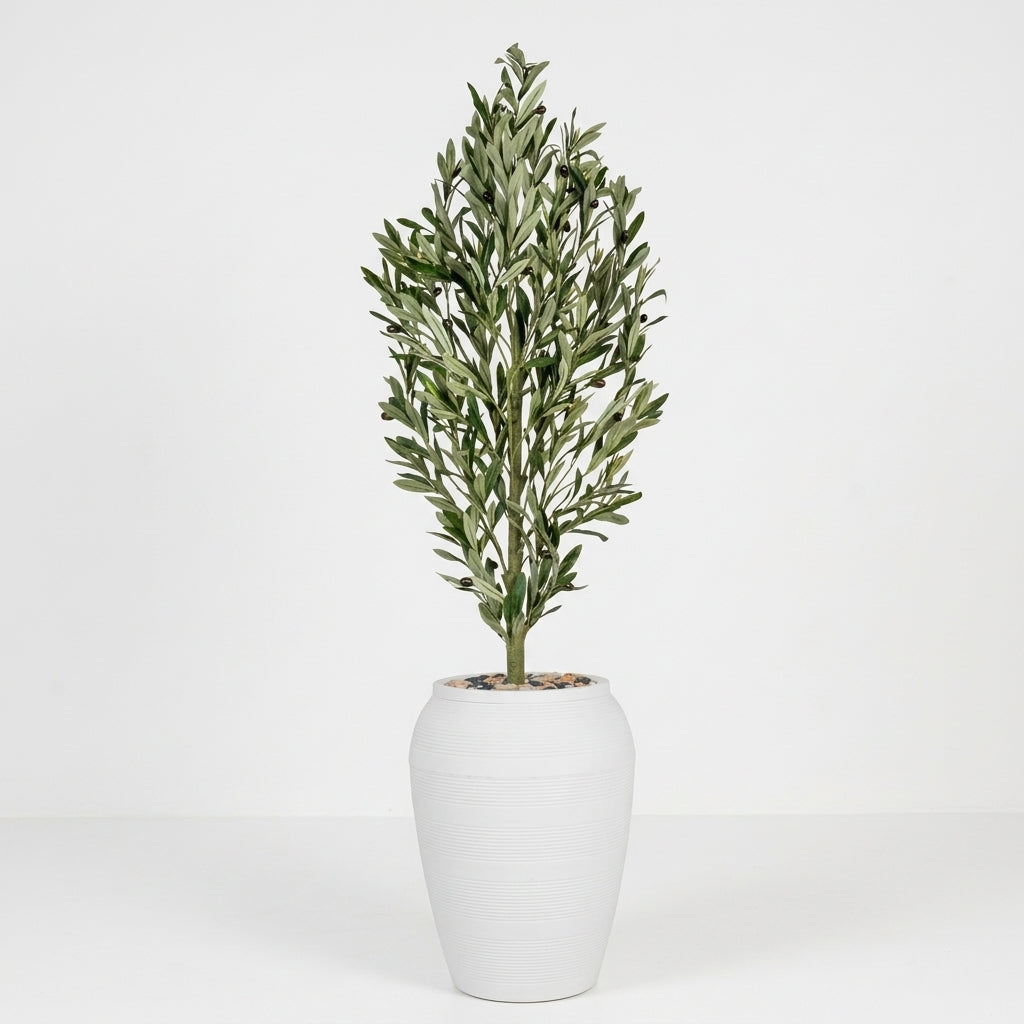 Olive Tree - White Pot - 165 cm