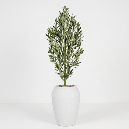 Olive Tree - White Pot - 165 cm