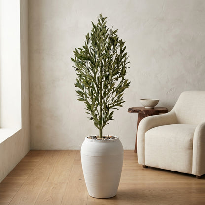 Olive Tree - White Pot - 165 cm